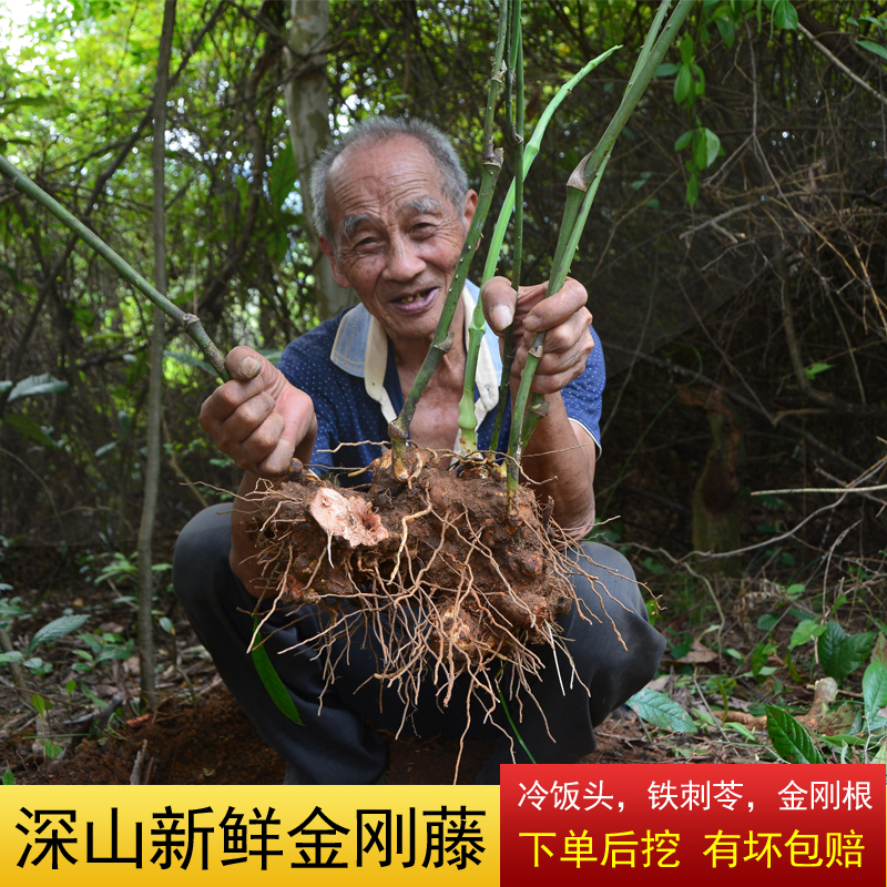 新鲜现挖金刚头500g野生菝葜铁菱角冷饭头铁刺苓金刚根绿植物盆栽