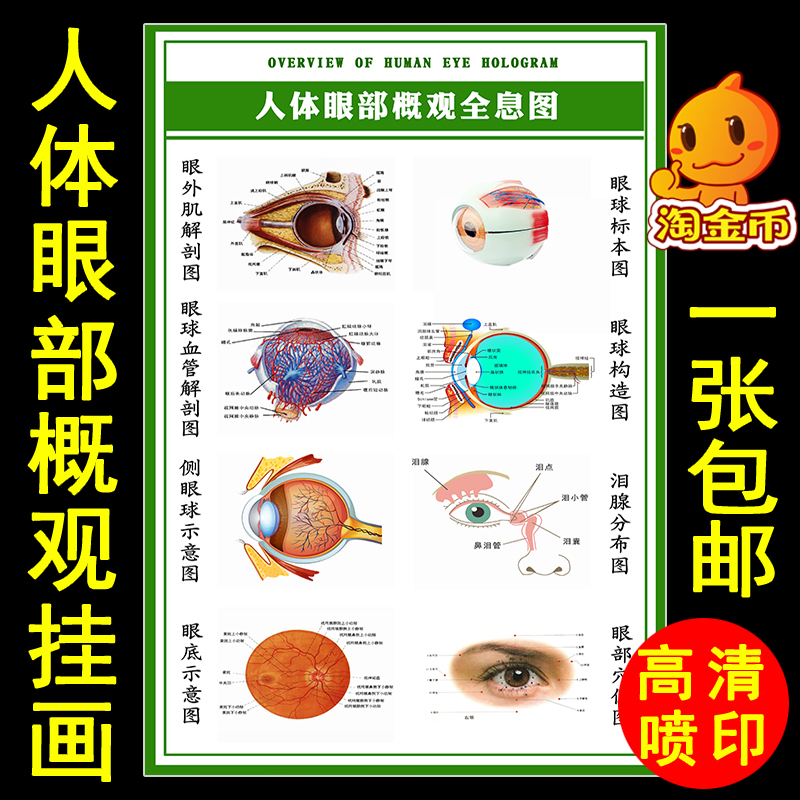 人体眼部概观全息图眼球血管标本构造穴位图眼外肌眼底解剖示意图