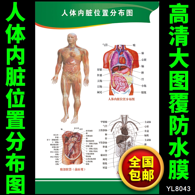 人体内脏位置分布图挂画 人体解剖图海报 医院挂图定做 医学贴画