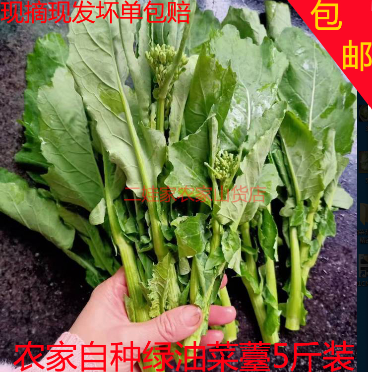 四川农家鲜嫩油菜苔白油菜苔油菜苗青菜苔绿云苔芥菜苔薹新鲜蔬菜