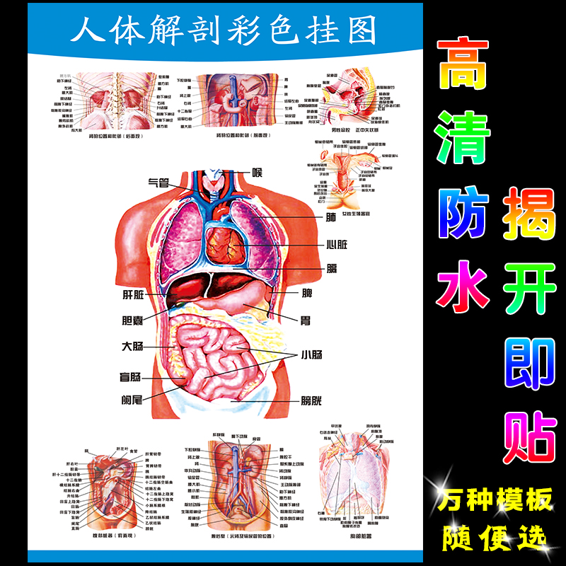 人体解剖彩色挂图图谱人体内脏结构图医用宣传画展板家用自学贴纸