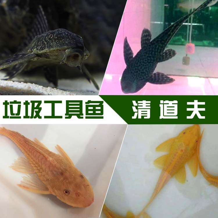 共19 件水族活体清道夫相关商品