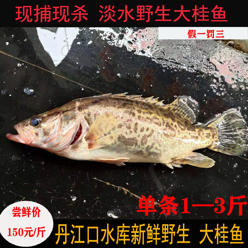 新货丹江口水库新鲜正宗野生大桂鱼鲜活鳜鱼淡水石斑鱼季花鱼桂花