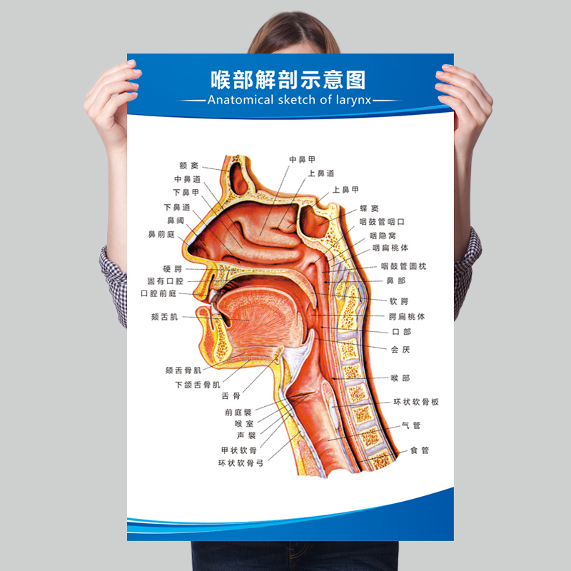 人体解剖图结构示意图内脏器官喉部解剖图医院耳鼻喉解剖图挂图