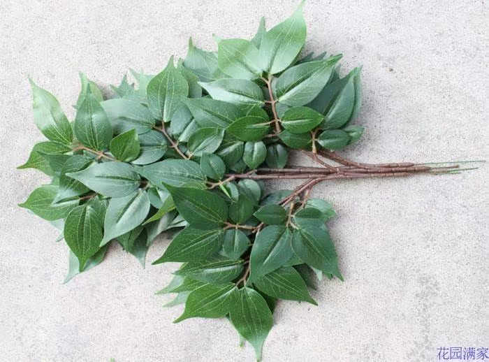 仿真植物树叶枝七子叶豆花叶盆栽樟树七子花灌木背景拍摄厂家直销