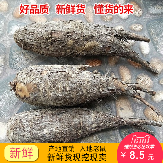 新鲜野生入地老鼠 钻地老鼠 白古首花头紫茉莉根中药材 500g