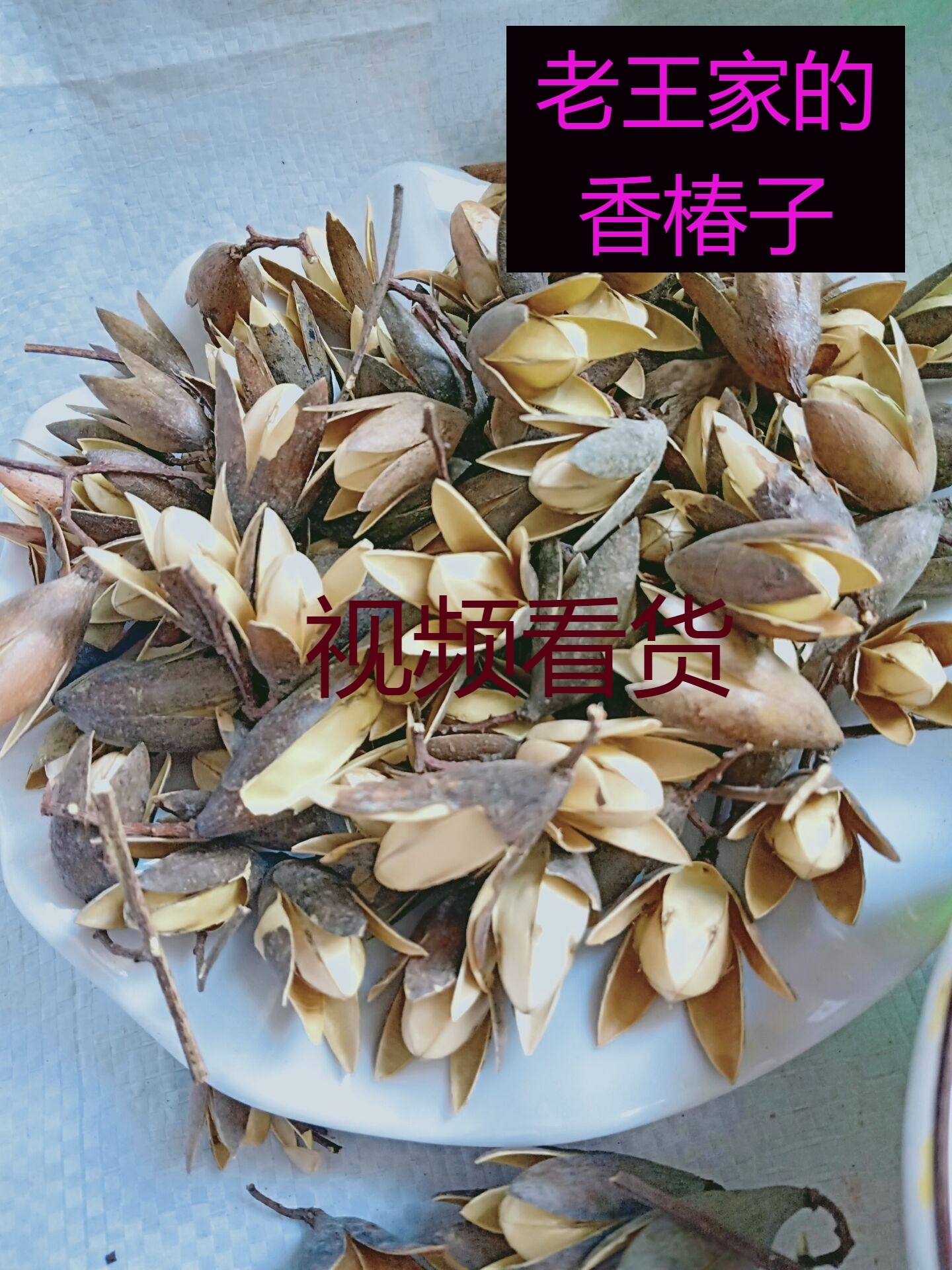 香椿子种功效|香椿子种的功效|香椿子种副作用|的功效