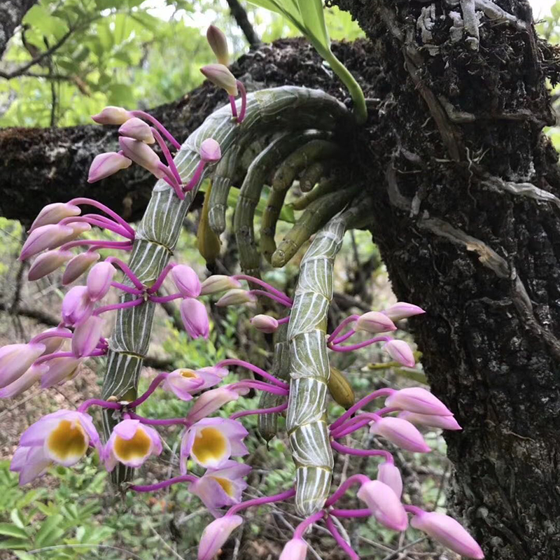 精选玫瑰石斛苗带花苞 崔山铁皮赤水金钗鼓槌铜皮球花石斛苗