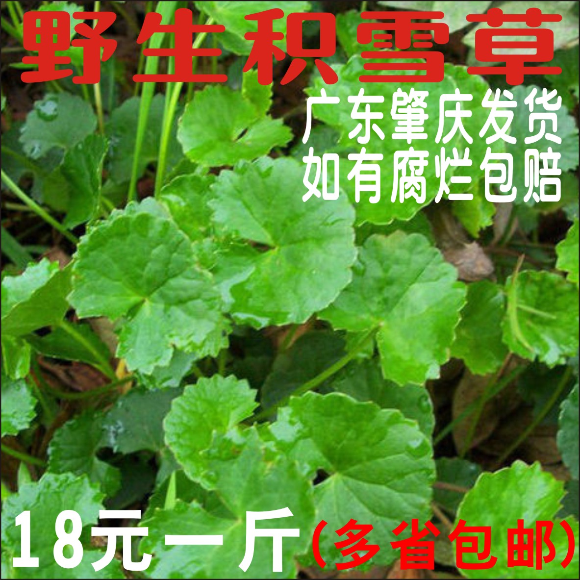 共148 件马蹄菜野生相关商品