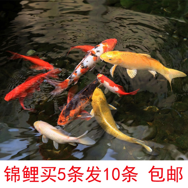 包邮 锦鲤 活体 观赏鱼 风水鱼 冷水鱼 红白 三色 大正 龙凤 白写