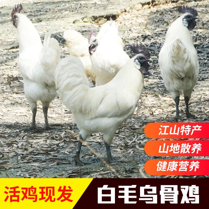 纯种鸡 活鸡发货 江山纯种白毛乌骨土鸡 农家散养土鸡
