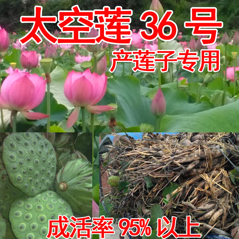 太空莲36号种子种广昌白莲种苗湘莲莲子种子产莲子种苗藕苗红花莲