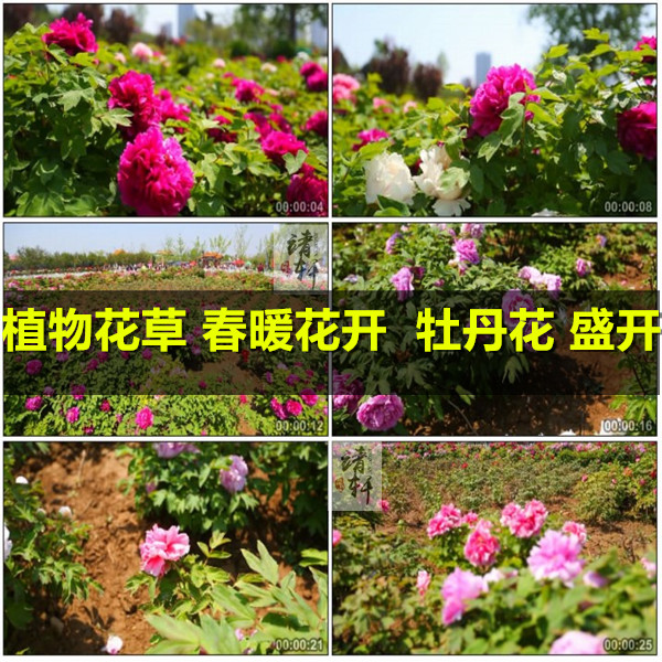 植物花草 春暖花开 鲜花 牡丹花 盛开特写实拍高清视频素材