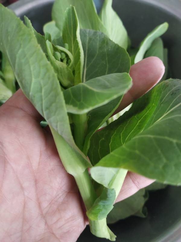 农家露天小菜苔霜冻苏州青菜新鲜蔬菜矮脚菜心上海青太湖青春芽菜