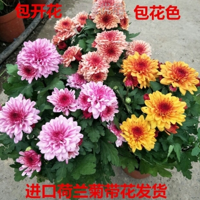 共6 件月月菊花相关商品