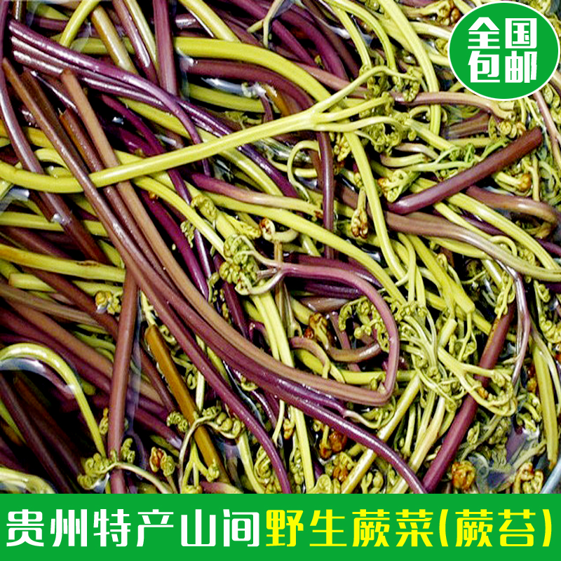 贵州特产蕨苔山坡坡上面采摘野生新鲜小吃蕨菜袋装酸菜全国包邮