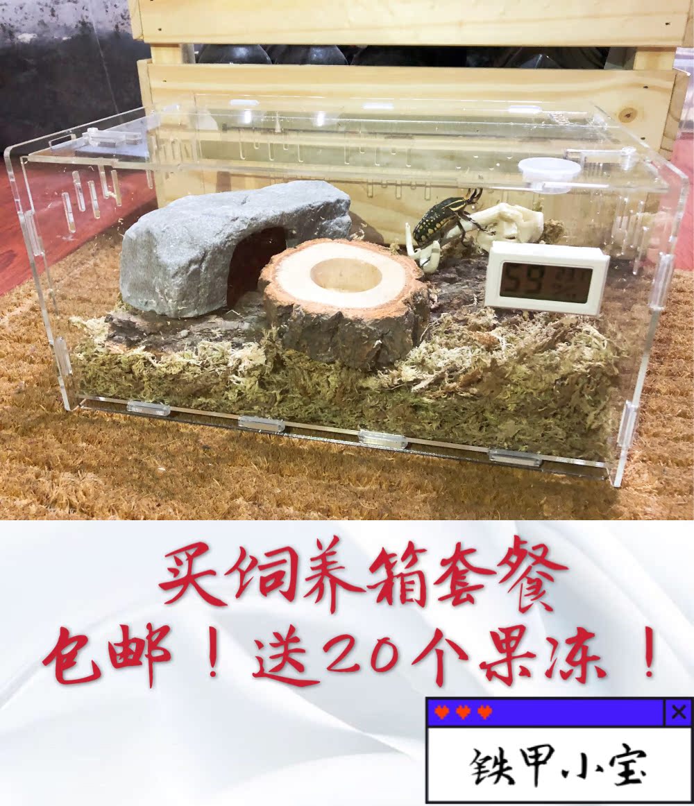 独角仙锹甲成虫亚克力饲养箱观赏套餐包邮精品爬虫箱铁甲小宝甲虫