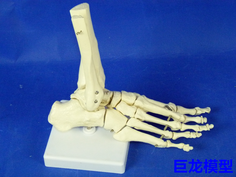 医学 教学 成人 脚掌骨 带部分 腓骨 和 胫骨 人骨模型 脚关节