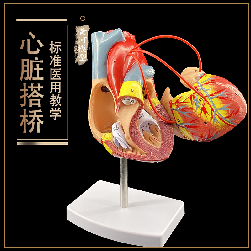 人体心脏搭桥演示教学模型内脏器官层次结构解剖模型医院学校个用