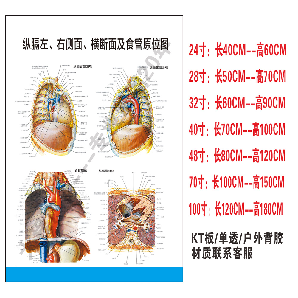 纵膈食管原位图墙贴纸人体解剖贴纸内脏构造挂图宣传海报装饰画