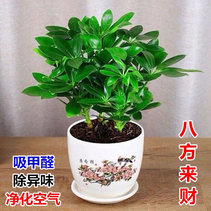 特价包邮鸭脚木八方来财树 盆栽植物 绿植花卉室内办公室植物