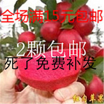 红肉苹果树苗,苹果树苗红富士,苹果树苗北方种