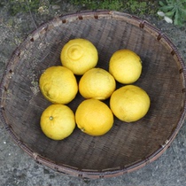 【象山青桔子】_象山青桔子推荐_品牌_价格_