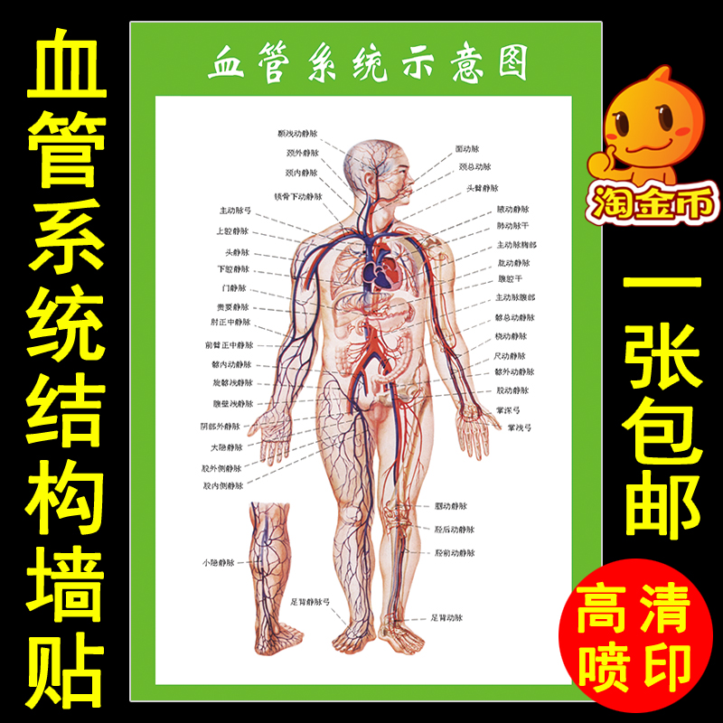人体全身血管系统示意图海报张贴画人体血管结构分布解剖图大挂图