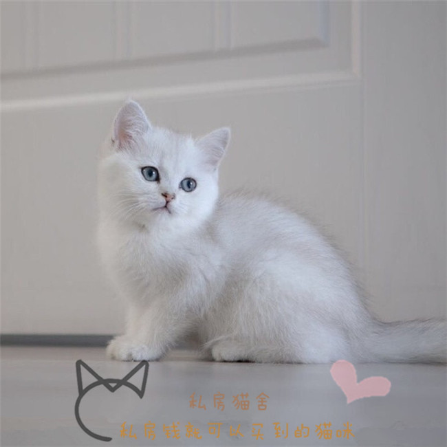 银渐层活体英国短毛猫咪活物宠物猫幼猫大眼睛绿眼白色小猫咪立耳