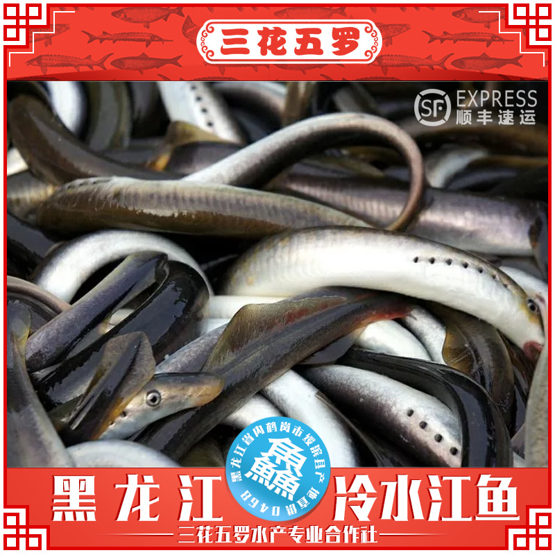 暂无货 黑龙江野生活鱼七星鱼七鳃鳗鱼 鳗鱼干烤鳗专用 新鲜鲜活