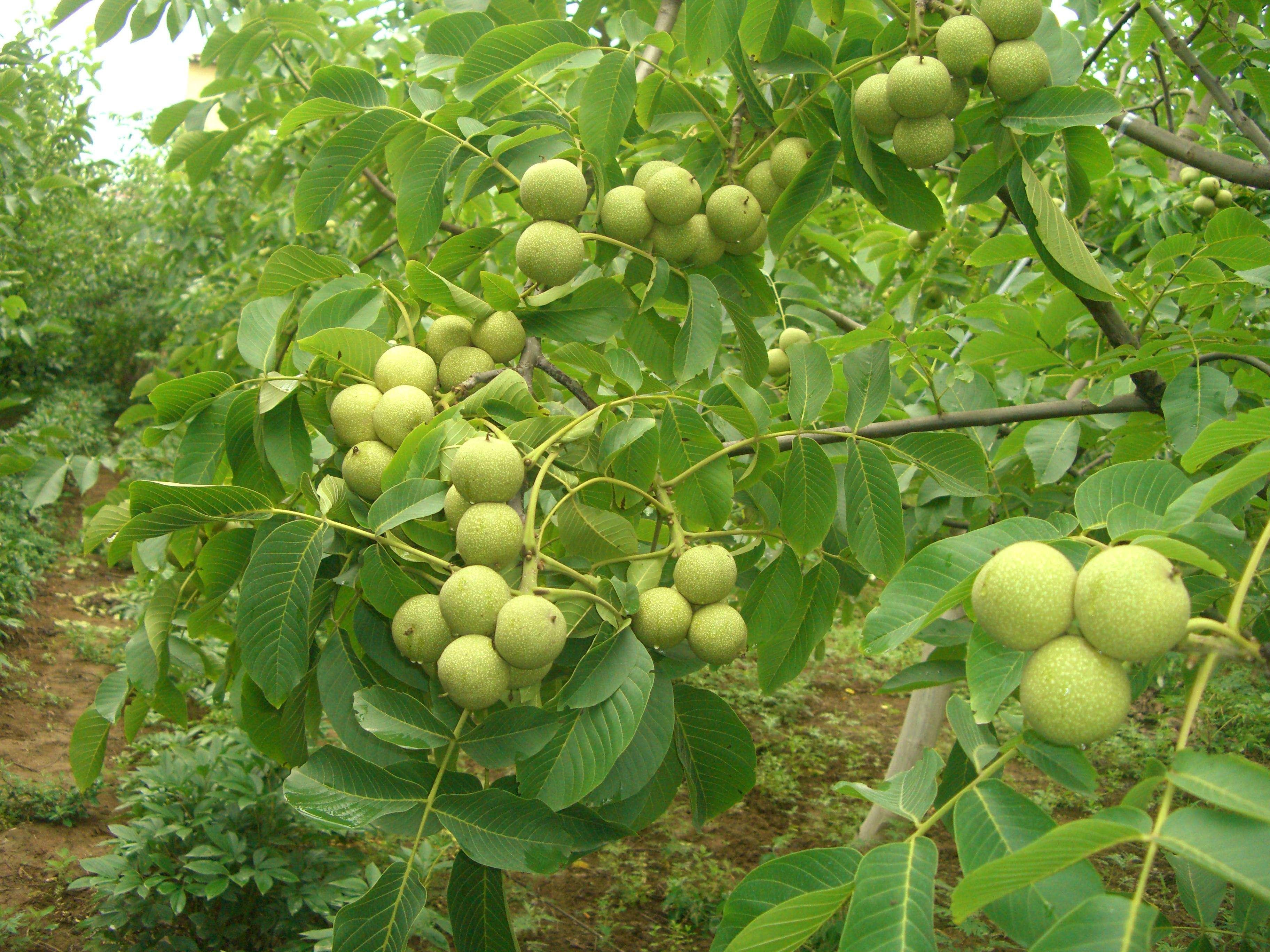 新鲜核桃青皮核桃湿核桃孕妇核桃山核桃嫩核桃吕梁