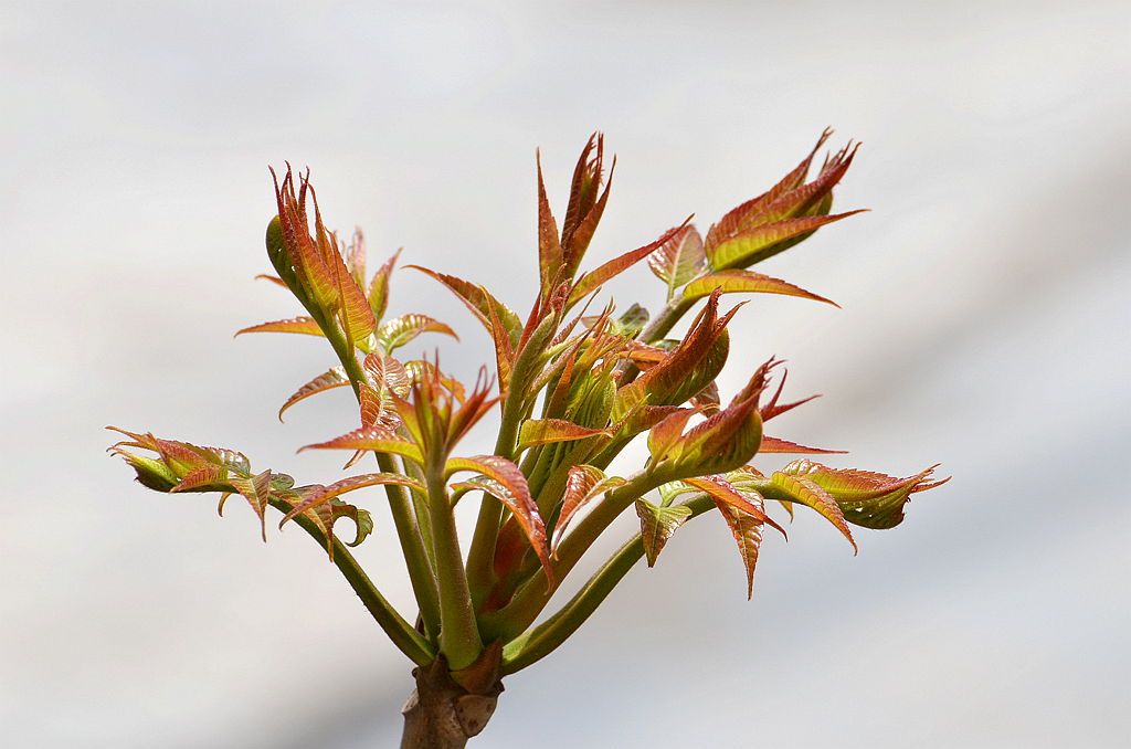 20年头茬香椿芽新鲜现摘现发椿木树红油嫩芽2斤装现货农家蔬菜包