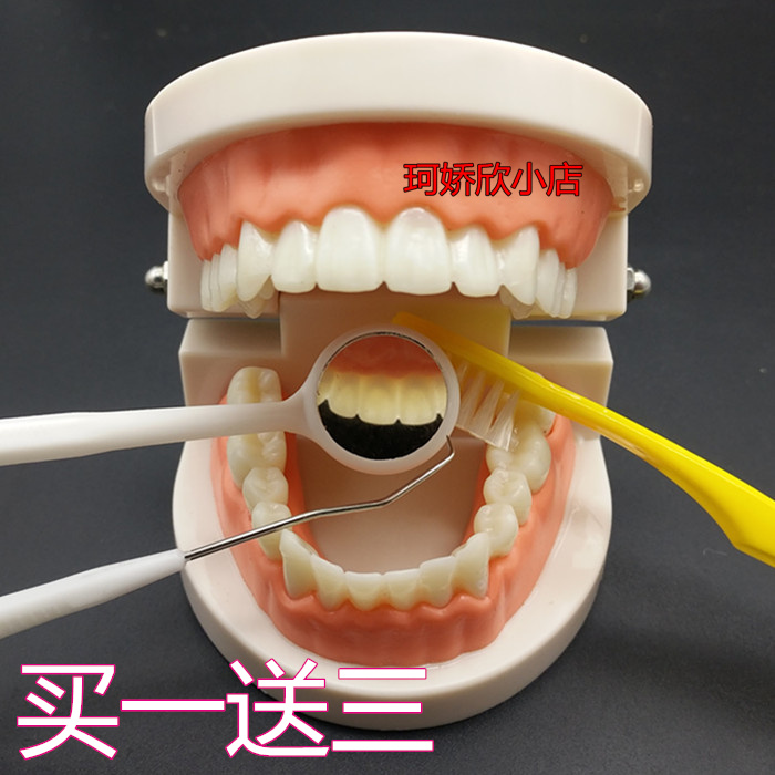 牙科模型标准 牙齿模型 牙模教学假牙 幼儿园刷牙练习 口腔模型
