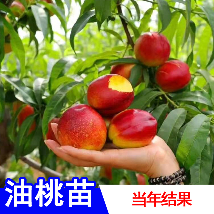 共174 件黄金果苗树苗包邮相关商品