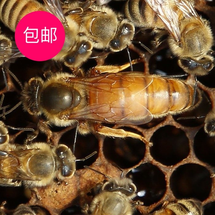 共22 件意蜂蜜蜂活体相关商品