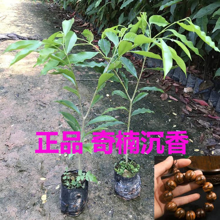 奇楠沉香树苗 正宗越南奇楠小苗沉香树苗名贵树苗绿化树苗盆栽