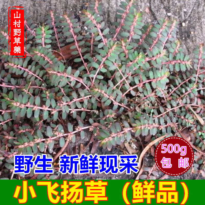 新鲜小飞扬草 现采野生乳汁草细叶飞扬 痢子草千根草药材500g包邮