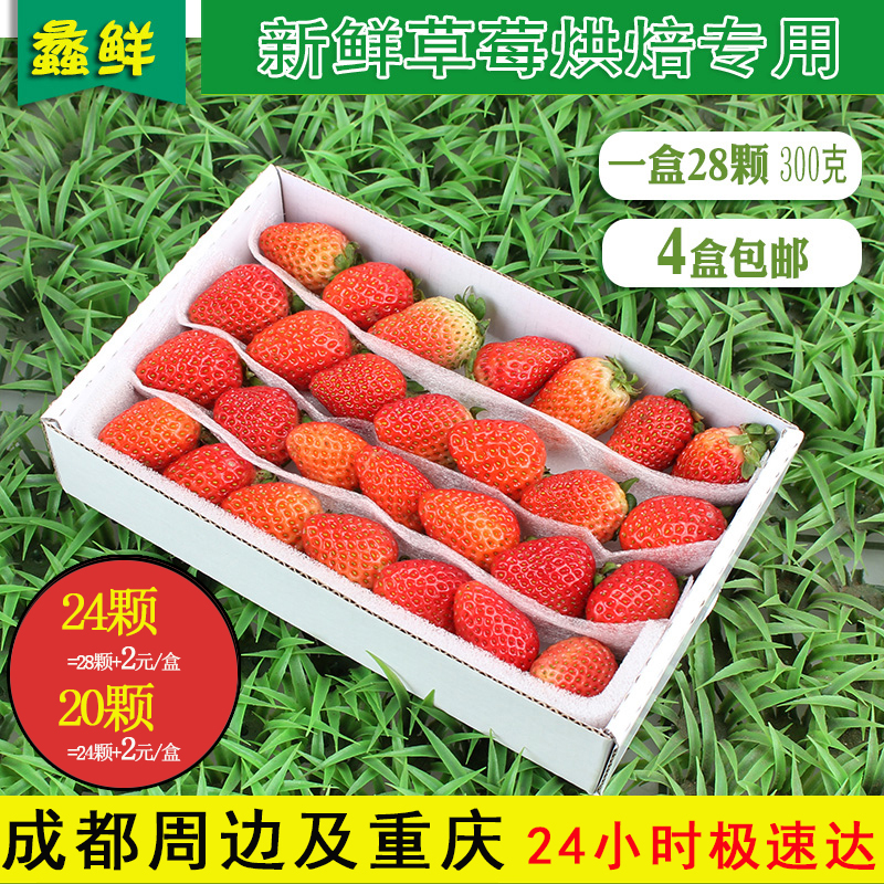新鲜草莓现摘双流冬草莓盒装烘焙蛋糕水果鲜草莓 每盒28粒 4盒装