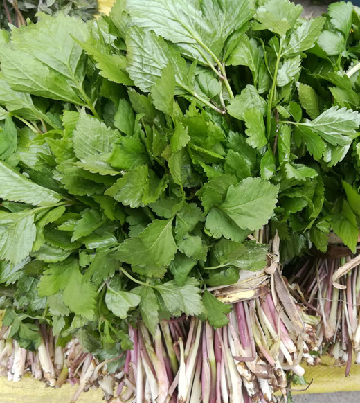 1000克东北野生山菜速冻新鲜山野菜山芹菜长白山特产可搭配礼盒