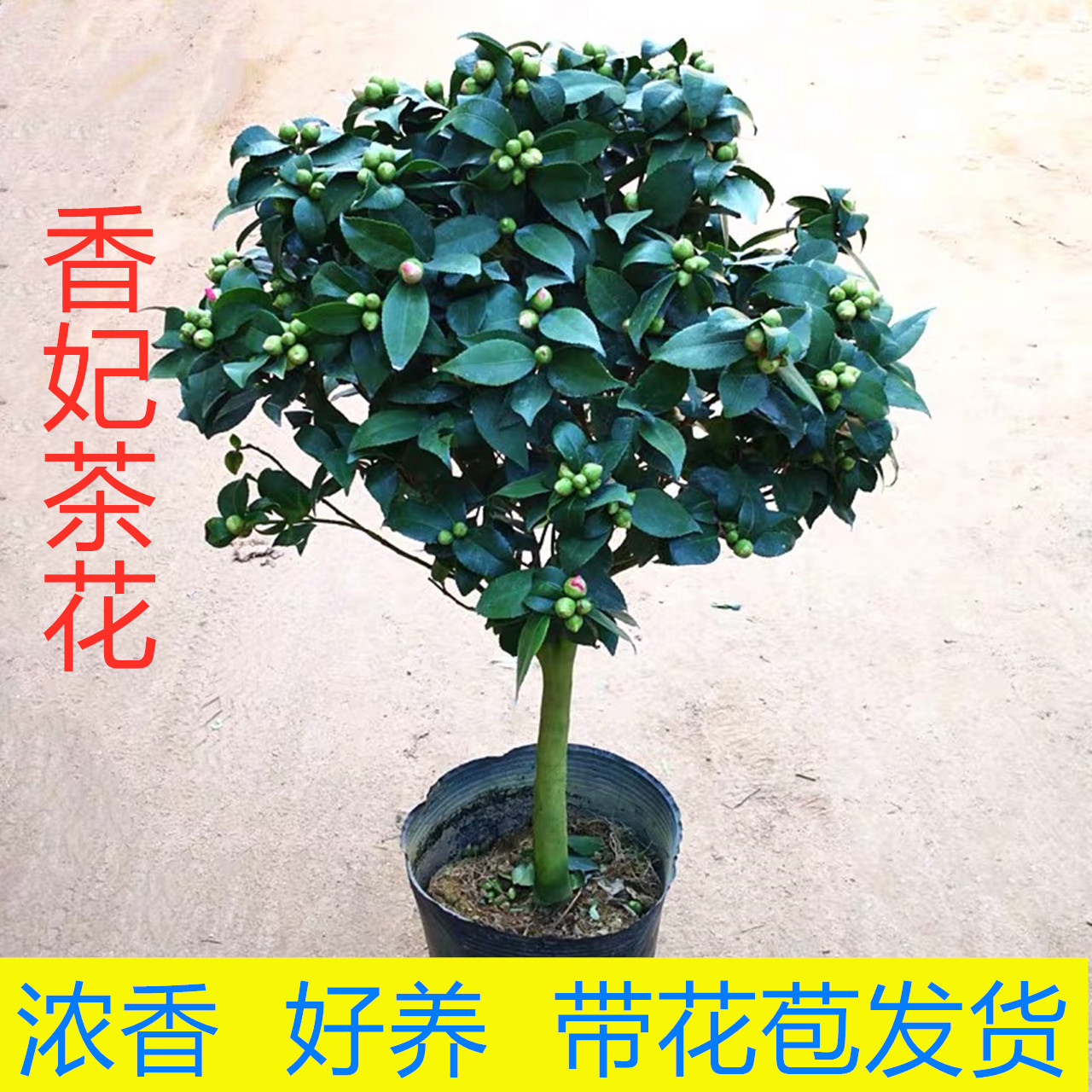 香妃茶花盆栽带花苞发货四季好养的浓香型花卉室内外庭院茶花树苗