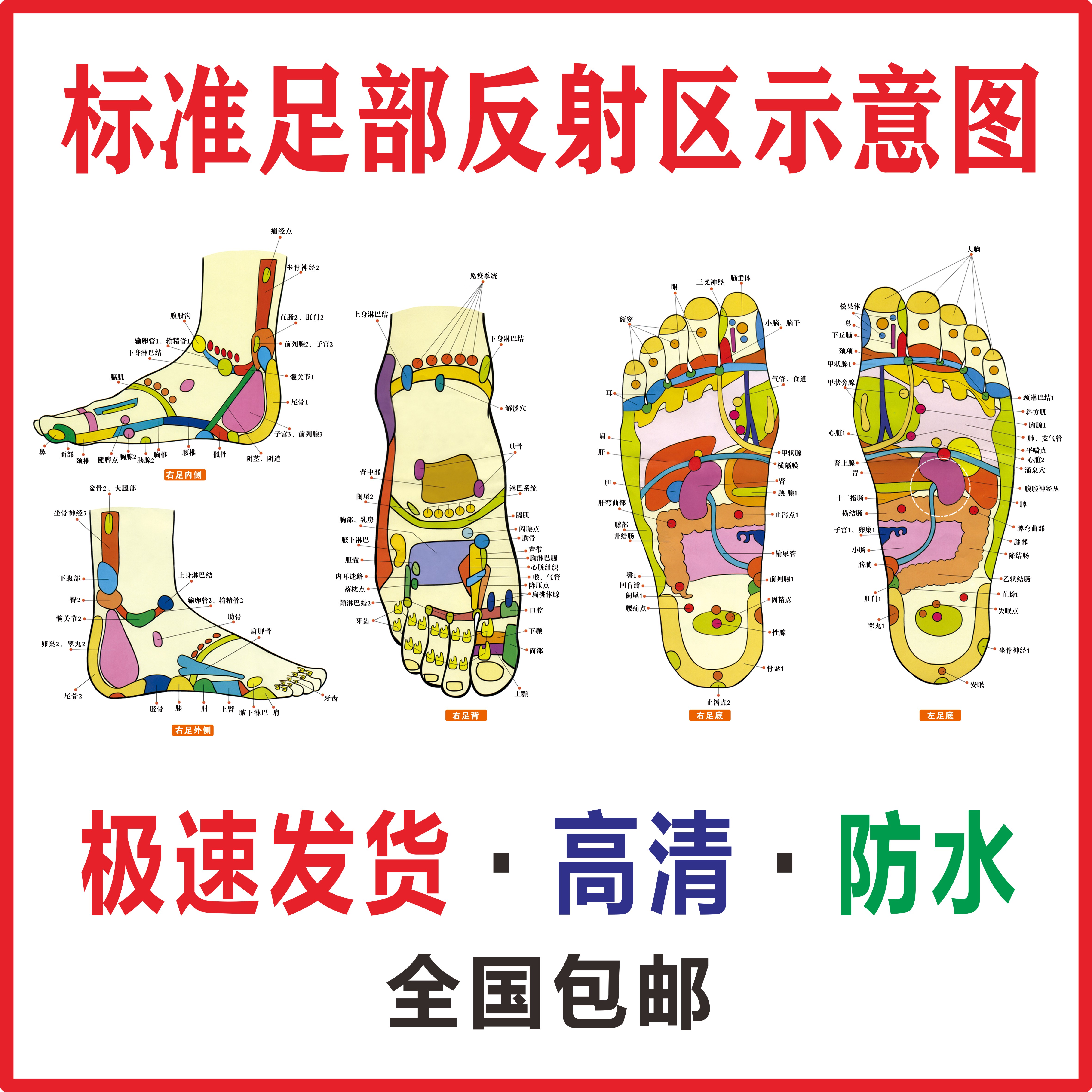 人体足部反射区挂图足底按摩穴位图片足疗脚底中医养生美容院海报