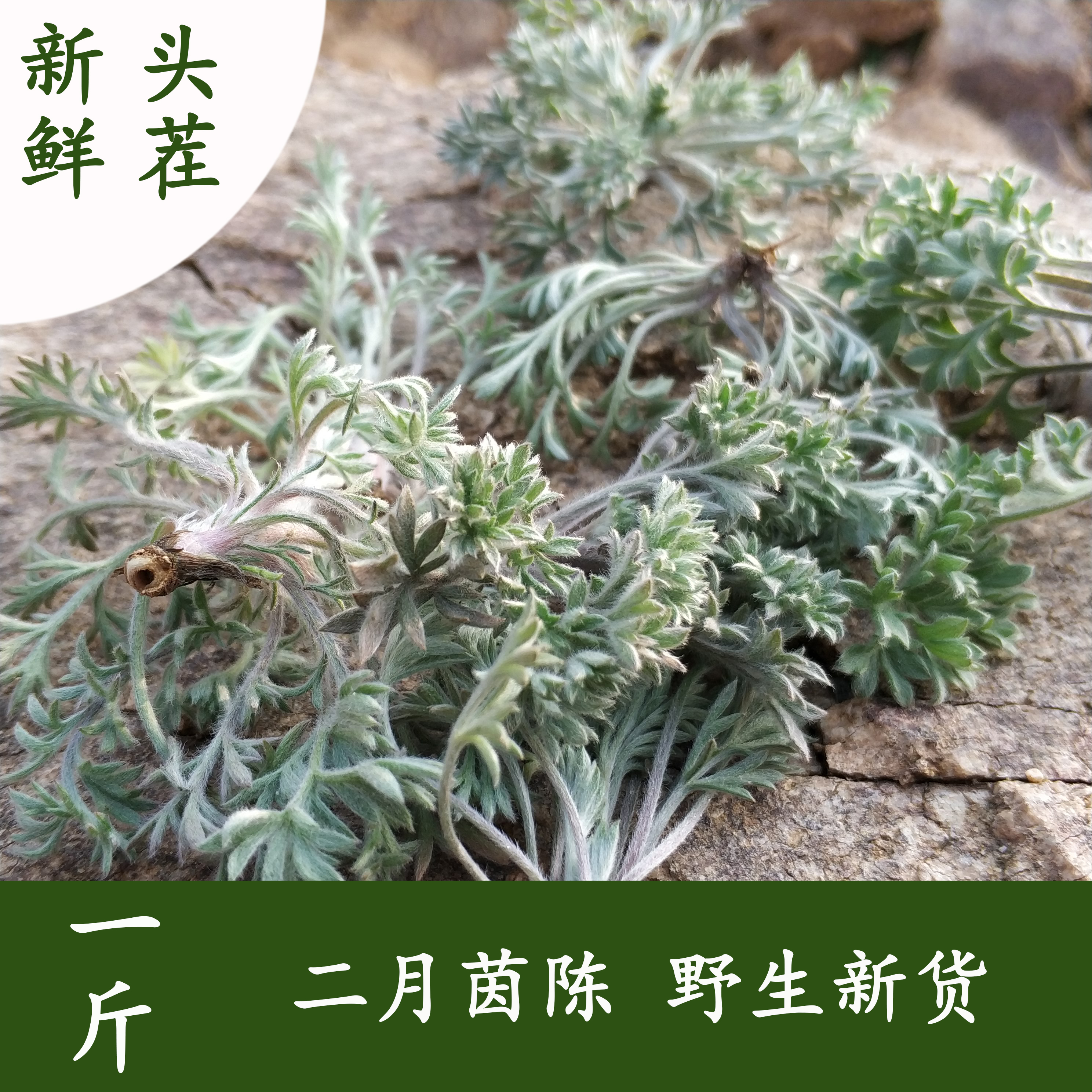 新鲜茵陈草 2020 二月茵陈中药材 白蒿 野生绵茵陈茶 500克包邮