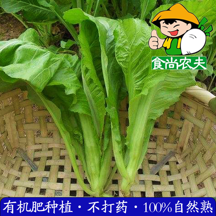 共1755 件芥菜蔬菜包邮新鲜相关商品