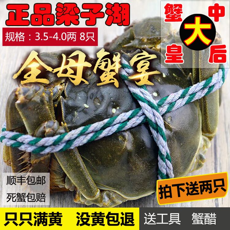 梁子湖大闸蟹湖北武汉鲜活特大螃蟹3.5-4.0超大全母蟹8只