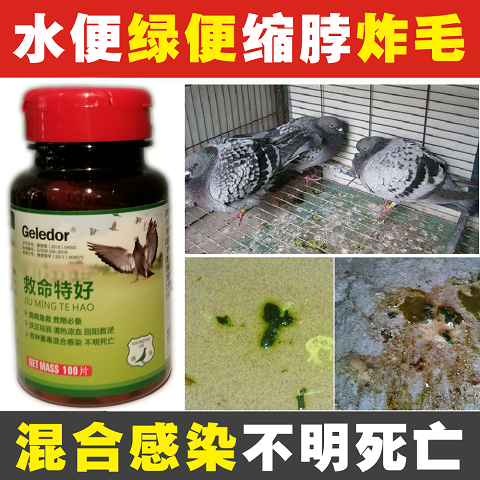 格莱德鸽药救命特好赛鸽病毒疾病感染新城疫腺病毒肠炎伤寒鸽子药