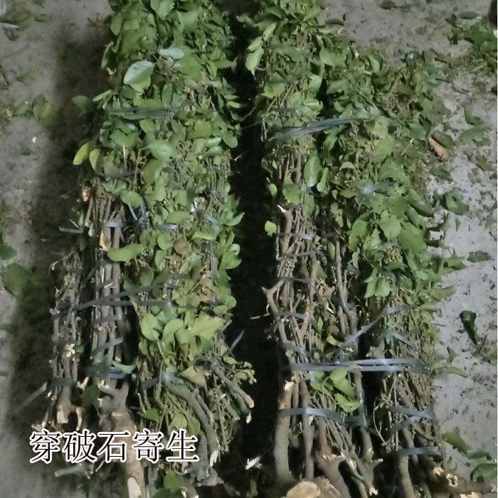 5件包邮正品野生中草药材黄桑树 柘木 葨芝 刺簕木 穿破石寄生