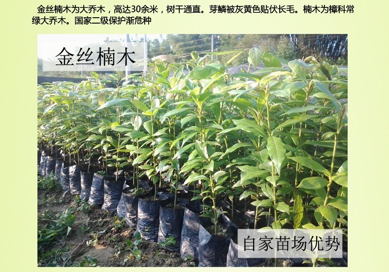 共98 件黄花梨树苗名贵相关商品