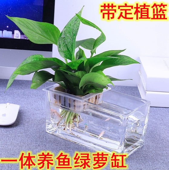 一体整体热弯玻璃鱼缸水族箱花瓶有带定植篮种养绿萝水培植物篮筐