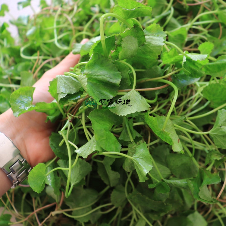 云南德宏新鲜蔬菜苦菜马蹄菜铜钱草崩大碗雷公根灯盏菜积雪草