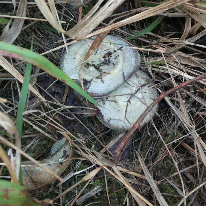 湖南新鲜雁鹅菌天鹅菌野生枞树菌松树蘑菇重阳菌松乳菇野生菌1斤